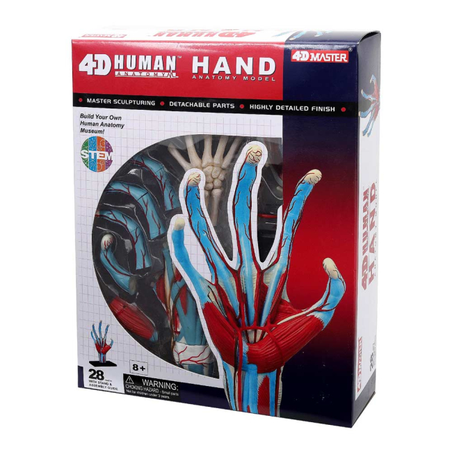 Навчальні іграшки - Об'ємна модель 4D Master Рука людини (FM-626009)