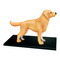 Навчальні іграшки - Об'ємна модель 4D Master Собака золотистий ретрівер (FM-622007)#2