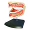 Навчальні іграшки - Об'ємна модель 4D Master Зубний ряд людини (FM-626015)#2