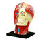 Навчальні іграшки - Об'ємна модель 4D Master Голова людини (FM-626103)#2