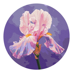 Товары для рисования - Картина по номерам Brushme Розовый ирис (RC00078M)