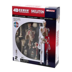 Навчальні іграшки - Об'ємна модель 4D Master Скелет людини (FM-626011)