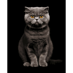 Товары для рисования - Картина по номерам Strateg Серый аристократ на черном фоне 40 х 50 см (AH1272)