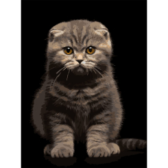 Товары для рисования - Картина по номерам Strateg Серый котенок на черном фоне 30 х 40 см (FH-25)
