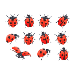 Косметика - Набор тату для тела Arley Sign Божьи коровки (1120s)