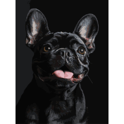 Товари для малювання - Картина за номерами Strateg Французький чорний бульдог на чорному фоні 30 х 40 (FH-32) (4823113896171)