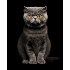 Товары для рисования - Картина по номерам Strateg Серый аристократ на черном фоне 40 х 50 см (AH1272)