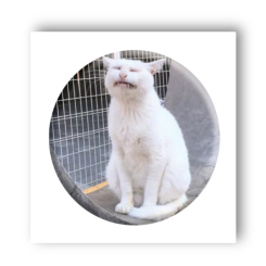 Набори для творчості - 3D стікер Tattooshka Мем стрес (SX-24)