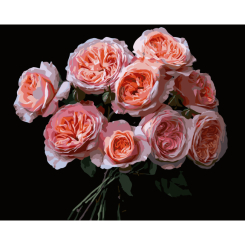Товары для рисования - Картина по номерам Strateg Розовые цветы на черном фоне 40 х 50 см (AH1256)
