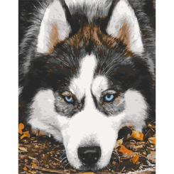 Товари для малювання - Картина за номерами Art Craft Засмучений хаскі 40 х 50 см (11509-AC)