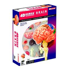 3D-пазли - Об’ємна збірна анатомічна модель Мозок людини 4D Master (26056)