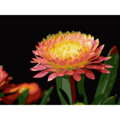 Товари для малювання - Картина за номерами Strateg Квітка гербери на чорному фоні 30 х 40 (FH-28) (4823113896102)