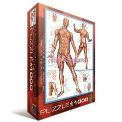 Пазлы - Пазл Мышцы человека 1000 элементов (6000-2015)