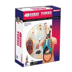 3D-пазли - Об’ємна збірна анатомічна модель Тулуб людини 4D Master (26051)