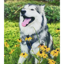 Мозаїка - Алмазна картина Strateg Мить щастя 30х40 см (4823113868987/14HEG88137) Мозаїка - Алмазна картина Strateg Мить щастя 30х40 см (4823113868987/14HEG88137)