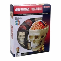 Обучающие игрушки - Объемная модель 4D Master Черепно-мозговая коробка человека (FM-626005)