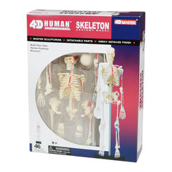 3D-пазлы - Сборная модель Скелет человека элементов 4D Master (26059)