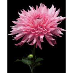 Товары для рисования - Картина по номерам Strateg Розовая георгина на черном фоне 40 х 50 см (AH1264)