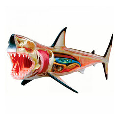 Навчальні іграшки - Об’ємна збірна анатомічна модель Велика біла акула 4D Master (26111)