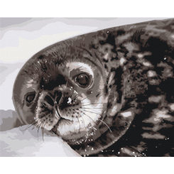 Товари для малювання - Картина за номерами Brushme Тюленятко Ведделла Сергій Глотов 40 х 50 см (BS54267)