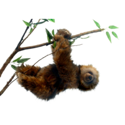 М'які тварини - М'яка іграшка Hansa Лінивець трипалий 34 см (4806021945803)