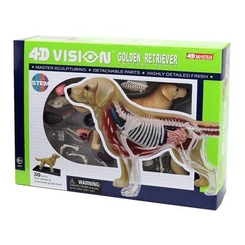 Обучающие игрушки - Объемная модель 4D Master Собака золотистый ретривер (FM-622007)