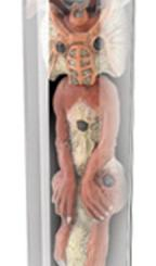 Фігурки тварин - Ігрова фігурка Прибулець в пробірці Кот Test Tube Aliens (91003-AL)