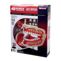Навчальні іграшки - Об'ємна модель 4D Master Зубний ряд людини (FM-626015)
