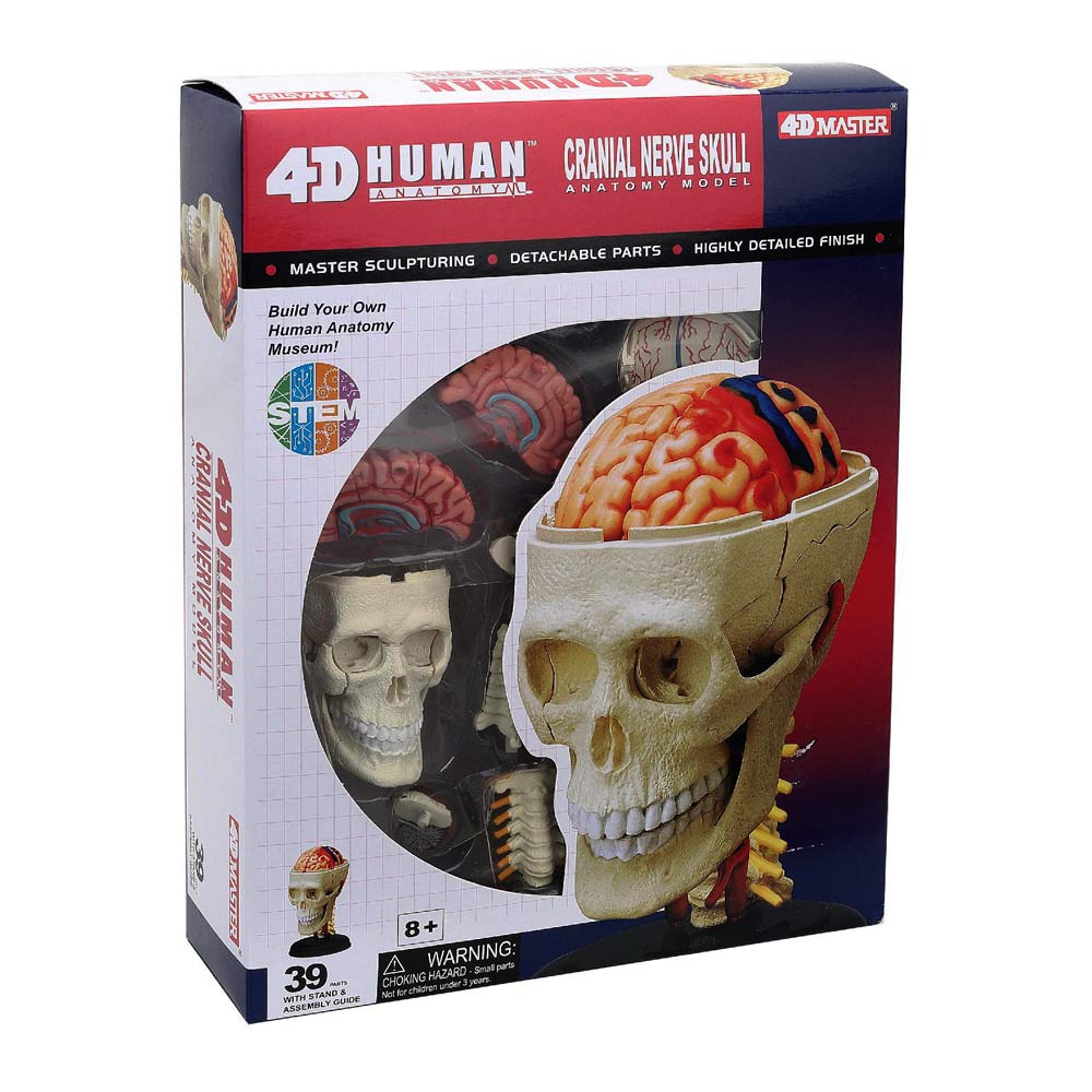 

Об'ємна модель 4D Master Черепно-мозкова коробка людини (FM-626005)