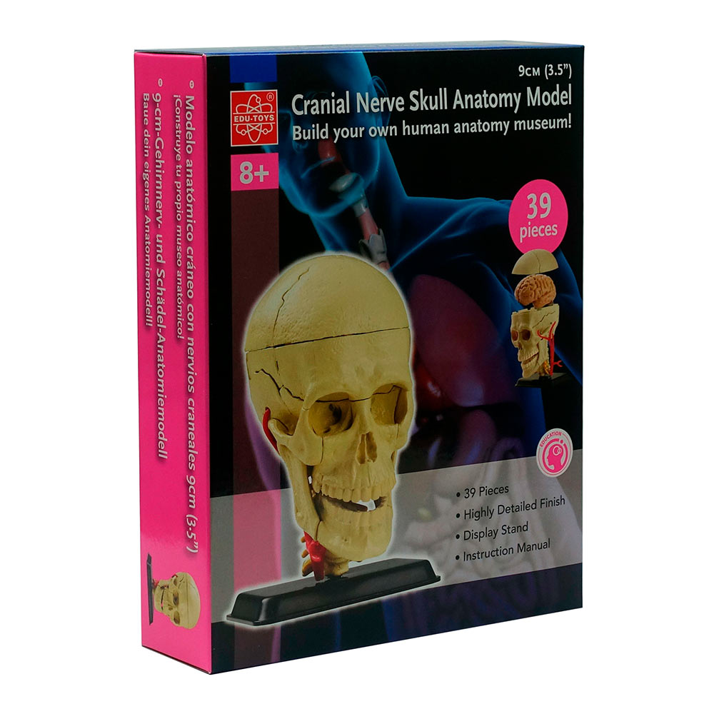 

Набор для исследований Edu-Toys Модель черепа с нервами 9 см (SK010)