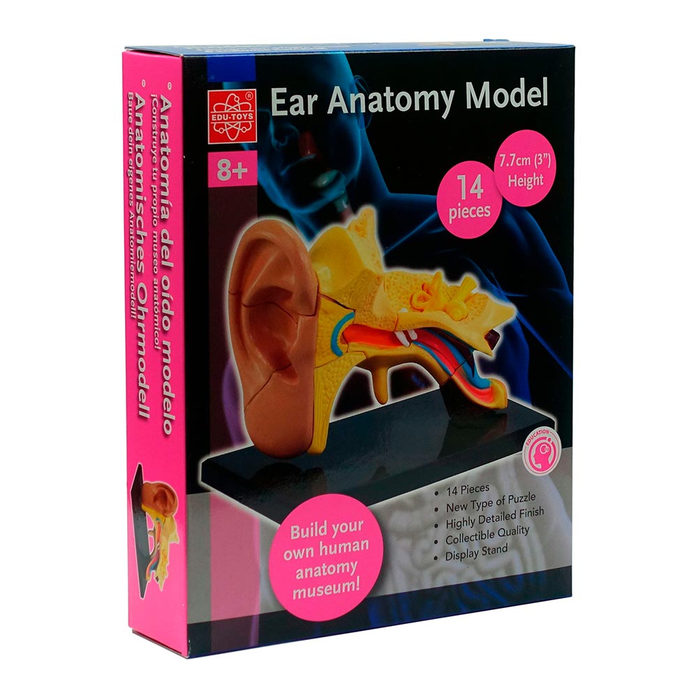 

Набор для исследований Edu-Toys Модель анатомия уха 7,7 см (SK012)