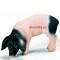 Фигурки животных - Игровая фигурка Швабский поросенок который ест Schleich (13635)