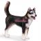 Фигурки животных - Игровая фигурка Лайка Schleich (16371)