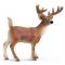 Фигурки животных - Игровая фигурка Белохвостый олень Schleich (14253)