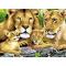 Товары для рисования - Раскраска Семь'я львов Royal Brush (PJL4)