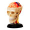 3D-пазлы - Сборная модель Черепно-мозговая коробка человека 4D Master (26053)