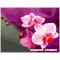 Товары для рисования - Рисование по номерам Розовые орхидеи Идейка (MG1081)