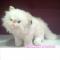 Мягкие животные - Мягкая игрушка Devik toys Кошка персидская белая, 36 см (IPD-116C-14)