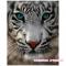 Товари для малювання - Малювання по номерам Тигр ідейки (MG1004)