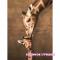 Пазли - Пазли Eurographics Материнський поцілунок жирафи 100 шт (8104-0301)