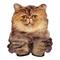 Подушки - Подушка Surpriziki Персидский улыбающийся котенок 33 см (PT3D-08)