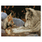 Мозаїка - Алмазна картина Strateg Вовки батько та син 40х50 см (FA40059)