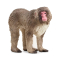 Фігурки тварин - Фігурка Schleich Японська макака (14871)