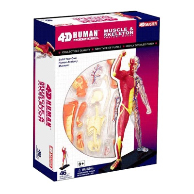 3D-пазлы - Сборная модель Мышцы и скелет человека элементов 4D Master (26058)