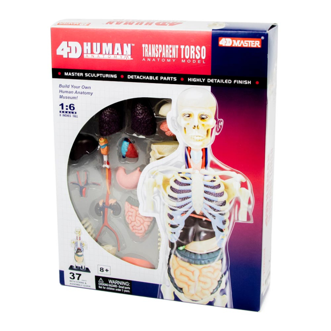 3D-пазли - Об’ємна збірна анатомічна модель Прозорий тулуб людини 4D Master (26068)
