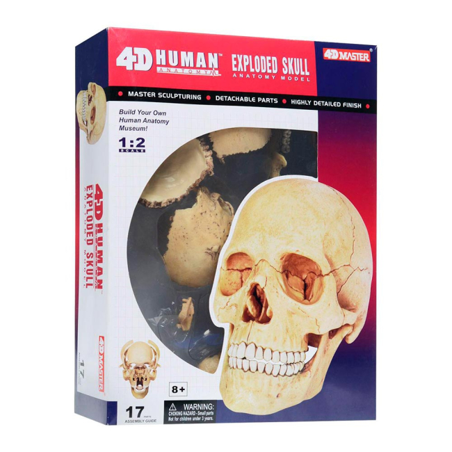 3D-пазли - Об’ємна збірна анатомічна модель Череп людини в розібраному вигляді 4D Master (26086)