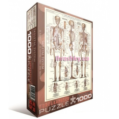 Пазли - Пазл Скелет людини 1000 елементів (6000-3970)