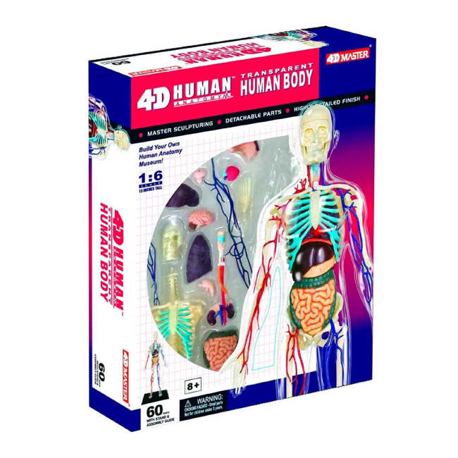 3D-пазлы - Сборная модель Тело человека прозрачное 4D Master (26070)