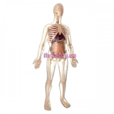Навчальні іграшки - Анатомічна модель Edu-Toys макет скелета Чоловік 45 дет 56 см(МК002)