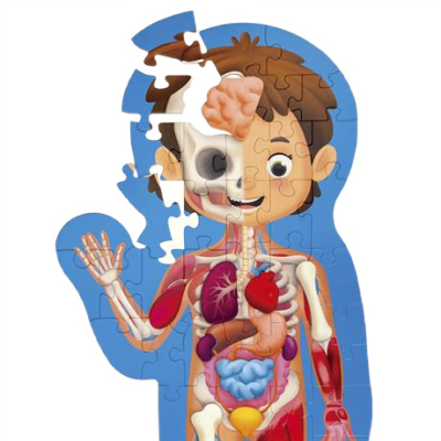 Пазлы - Пазл Hape Тело человека 60 элементов (E1635)#2